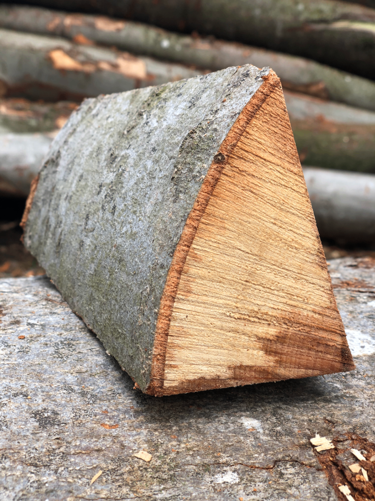 Buche, waldfrisch