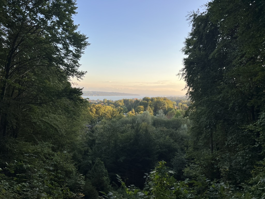 Blick über den Wald des 5-Seen-Lands